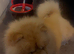 Chow chow puppy&rsquo;s