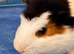 2 cute male bonded guineas & complete set up
