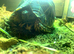 Indian Star Tortoise (Male)