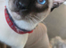 Male siamese
