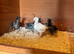 Sussex Ranger male chicks
