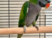 Derbyan lord derby parakeet