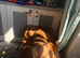 Red Staffy for loveing home