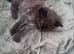 Six kittens needing homes