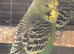 3 baby budgies