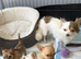 I have 3 adorable little chihuahuas for sale