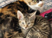 5 kittens ready to leave
