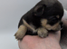 Chihuahua Puppies looking for forever homes