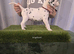 KC Registered dalmatian puppies for sale