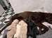 Labrador Puppies