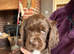 Chocolate spaniels 7 week ols