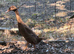 Trio of runner ducks