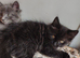 4 Fluffy domestic longhair kittens