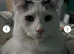 Long hair domestic cat