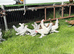 Porcelain sable poot bantams