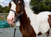 3yr old Cob Gelding to make 15.1!