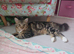 Long haired tabby