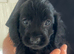 5 beautiful show cocker spaniels crossed patterdale