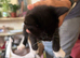 Kittens for home