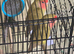 Lovebirds