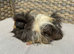 3 very Handsome long haired baby guinea pigs.