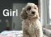 Lovely puppies available to be viewed