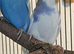 2 young male budgies for sale