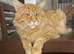 Mature male Maine Coon
