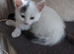 Kitten