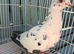 Racing pigeons