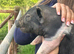 Saddleback piglets