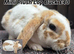 Young Mini Plysh Lops available. Hypoallergenic fur.