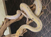 Cow super dwarf retic