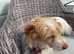 Jack Russel girl Rehoming