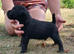 TOP QUALITY FELL TERRIER PUPS