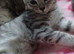 Bengal Cross Ragdoll Kittens