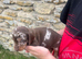 MINATURE DASCHSHUND PUPPIES READY TO GO NOW