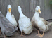 Trio of Cherry Valley Ducks
