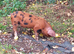8wk old Pure Oxford Sandy Black pigs M&F