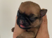Jug Pup