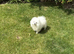 Beautiful Pure White Boy Kc Registered