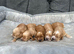 Working cocker spaniel puppies