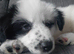 Samoyed cross female