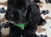 Exquisite cockapoo puppies from Health tested parents