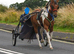 Driving Mare for sale