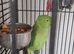 Ringneck