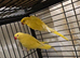 Pair Lutino ringneck