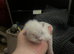 2 ragdoll kittens