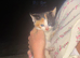 Kittens ready now! ~2 LEFT