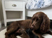 Beautiful cocker spaniel puppies